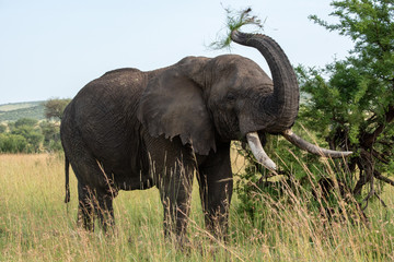 Obraz premium African elephant throws grass upwards with trunk