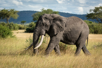 African bush elephant walking through long grass