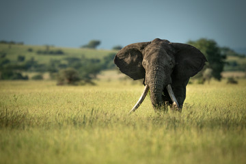 African bush elephant stands in long grass