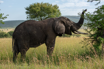 African elephant lifts trunk while browsing bush