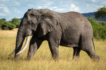 Fotobehang African bush elephant walks through long grass © Nick Dale