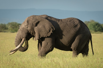 Fototapeta na wymiar African bush elephant stands in tall grass