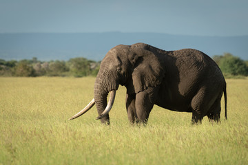 African bush elephant stands showing massive tusks