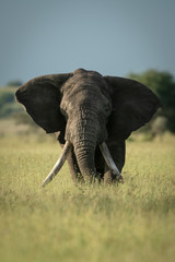 Naklejka na ściany i meble African bush elephant stands eating long grass