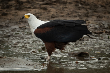 African fish eagle stands in muddy shallows