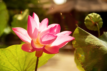 Pink water lily lotus nelumbium flower