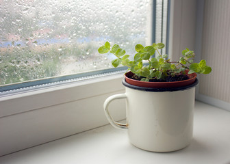 Pot with fresh mint on a white background. Green seedlings aromatic herb, young plants, leaves, gardening. 