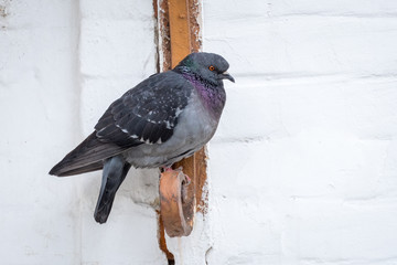 Free white dove is sitting on the porch