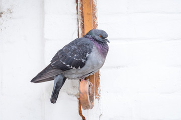 Free white dove is sitting on the porch