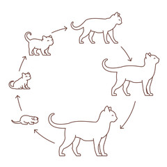 Round stages of cat growth set. From kitten to adult cat. Animal pets. Pussy grow up animation progression. Circle Pet life cycle. Outline contour line vector illustration.