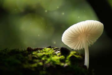 Small white mushroom in a dark green forest, close up with splashes