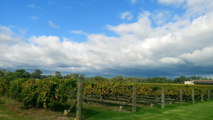 Fototapeta na wymiar Harvest season of vineyard and winery with blue sky above in Perth, Australia.