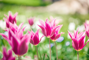 Fototapeta na wymiar Pink tulips in a garden in spring. Exotic flowers Bilder