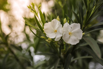 beautiful white flowers on a bush, street bushes