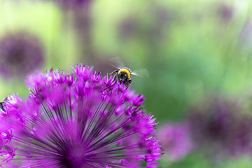 bee on a flower