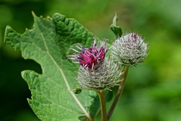 round prickly burdock buds on a green stalk of a bush with leaves