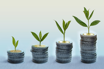 coins and money growing plant for finance and banking, saving money or interest increasing concept