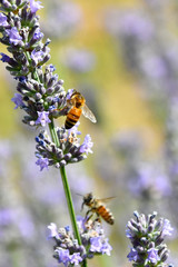 Le api raccolgono il nettare per farne il miele dai fiori profumati della lavanda