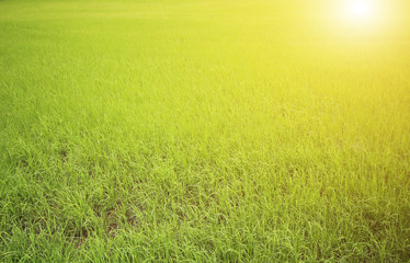 Fototapeta na wymiar Green rice field texture background, copy space.