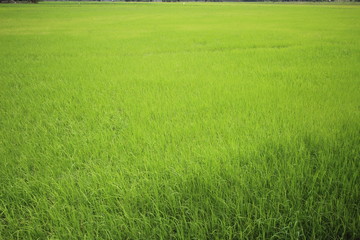 Obraz premium Green rice field texture background, copy space.