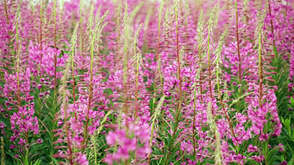 Fototapeta premium Ivan-tea blooms in the field. a perennial plant is one of willowherb family