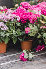 Vases with hydrangeas. Flowers in the vase