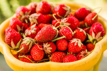 Strawberries / Freshly picked strawberries. Strawberries, close-up, soft focus.Ripe red strawberries. Bowl filled with juicy fresh ripe red strawberries. Fresh strawberries. healthy food photo