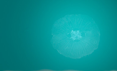 Round white jellyfish under turquoise water top view © aiv1112
