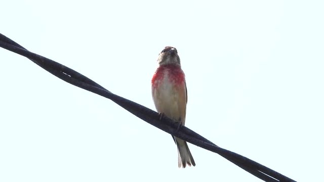 Eurasian Linnet sings in the wild