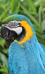 Gold and blue macaw