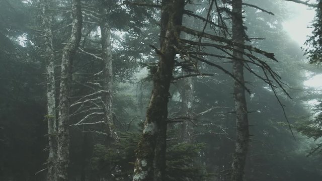 Pov Driving Passing By Forest Mountain fir Trees Surrounded In Mist And Fog