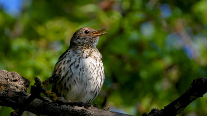 Sings song thrush on the background