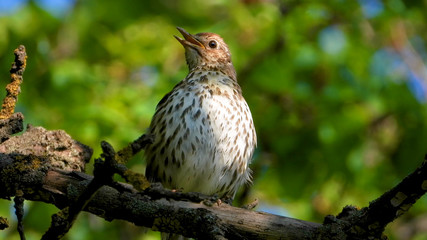 Sings song thrush on the background
