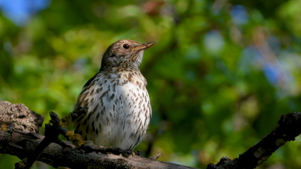 Sings song thrush on the background