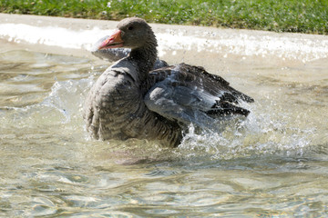 Kanadische Gans planscht im Wasser und erfrischt sich bei der großen Hitze