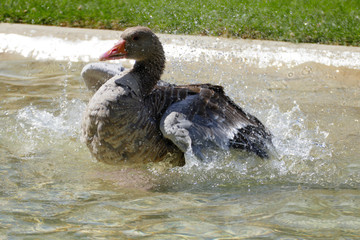 Kanadische Gans planscht im Wasser und erfrischt sich bei der großen Hitze