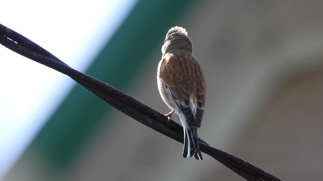 Eurasian Linnet sings in the wild