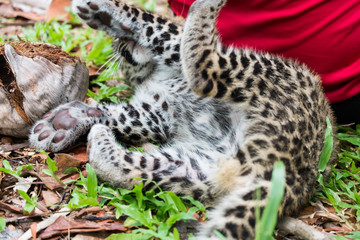 baby leopard in wildlife breeding station.