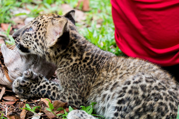 baby leopard in wildlife breeding station.