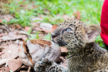 baby leopard in wildlife breeding station.