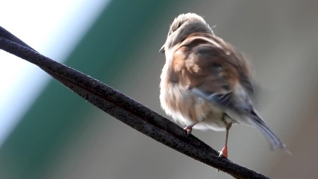Eurasian Linnet sings in the wild