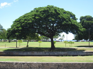 公園の中にある大きな木