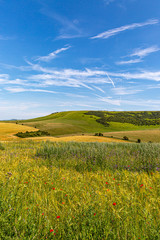 A South Downs summer landscape with wildflowers in the foreground © lemanieh