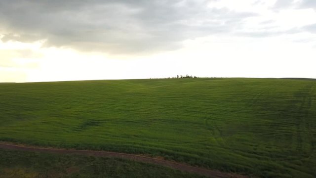 Palouse Yellow Green Conola 