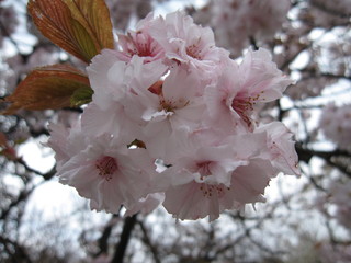 日本の桜