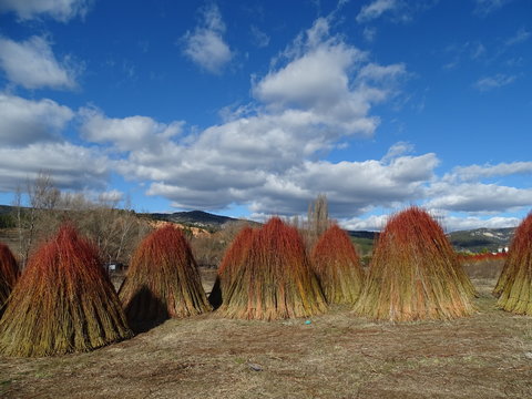 mimbrales ruta del mimbre priego ca&ntilde;amares cuenca castilla la mancha