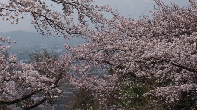 Military Transport Aircraft  (Lockheed C-130 Hercules) Flying by Mt. Fuj in Spring (tilt up)