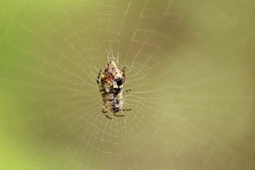 Araignée Epeire diadème