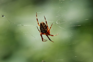 Araignée Epeire diadème