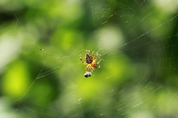 Araignée Epeire diadème